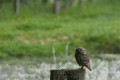 280515chouette chevche